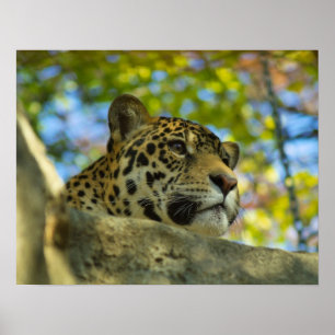 Jaguar Print
