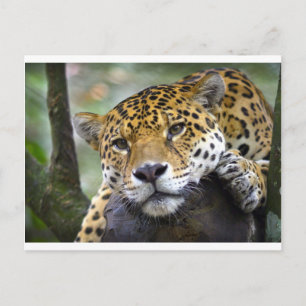 Jaguar relaxing in tree postcard