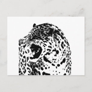 Jaguar Roaring Postcard