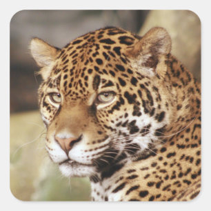 Jaguar Sticker