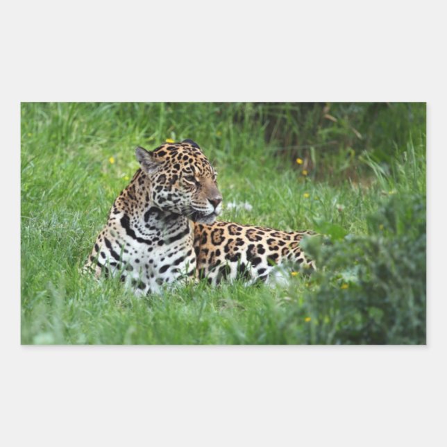 Jaguar sticker (Front)