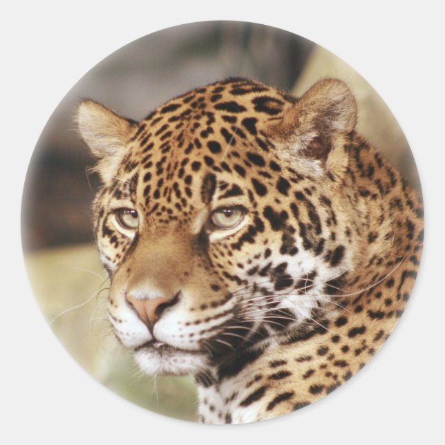 Jaguar Sticker (Front)