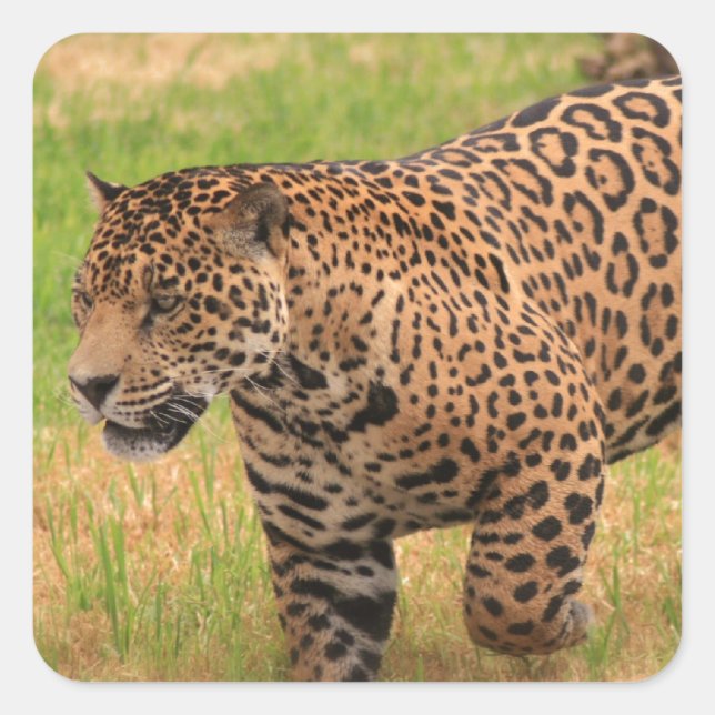 Jaguar  Stickers (Front)