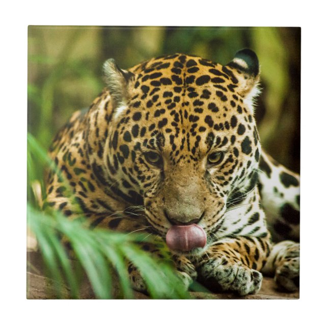 Jaguar Tile (Front)