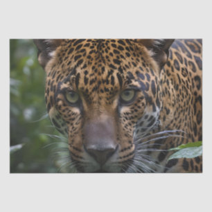 Jaguar Up Close In The Forest, Tissue Paper