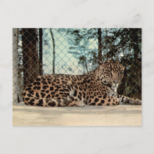 Jaguar Vintage Zoo Wildlife Photograph Postcard