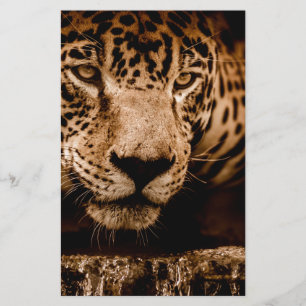 jaguar water stalking eyes