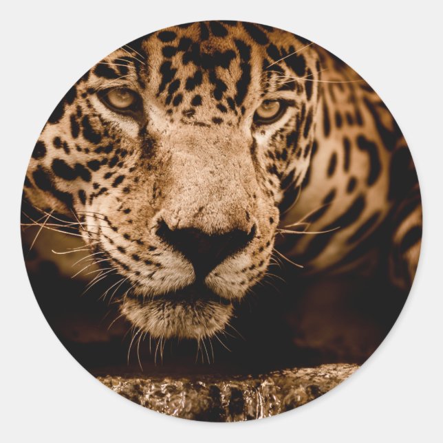 jaguar water stalking eyes classic round sticker (Front)