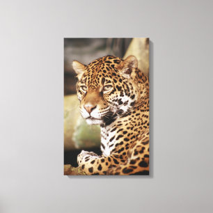 Jaguar Wrapped Canvas