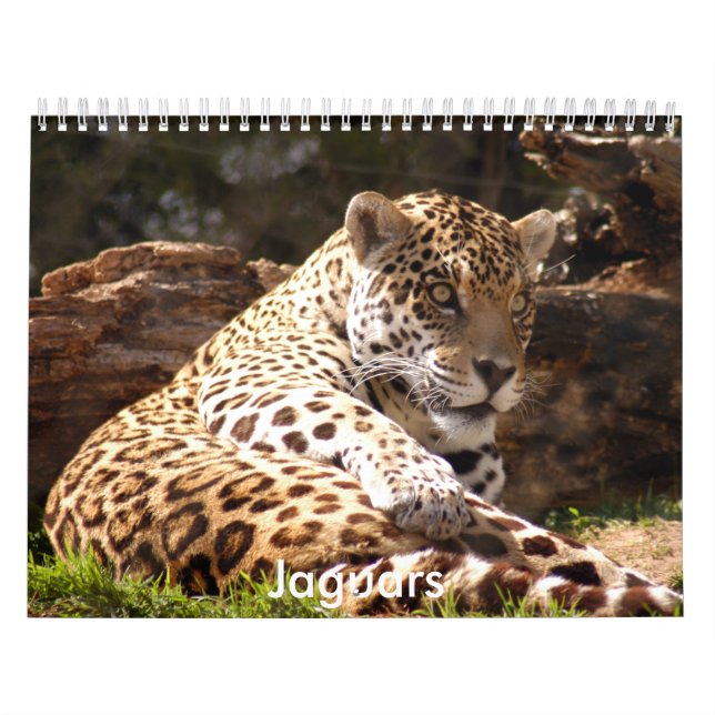 Jaguars Calendar, Jaguars Calendar (Cover)