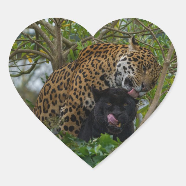 Jaguars In Love Heart Sticker (Front)