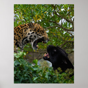 Jaguars In Love Poster