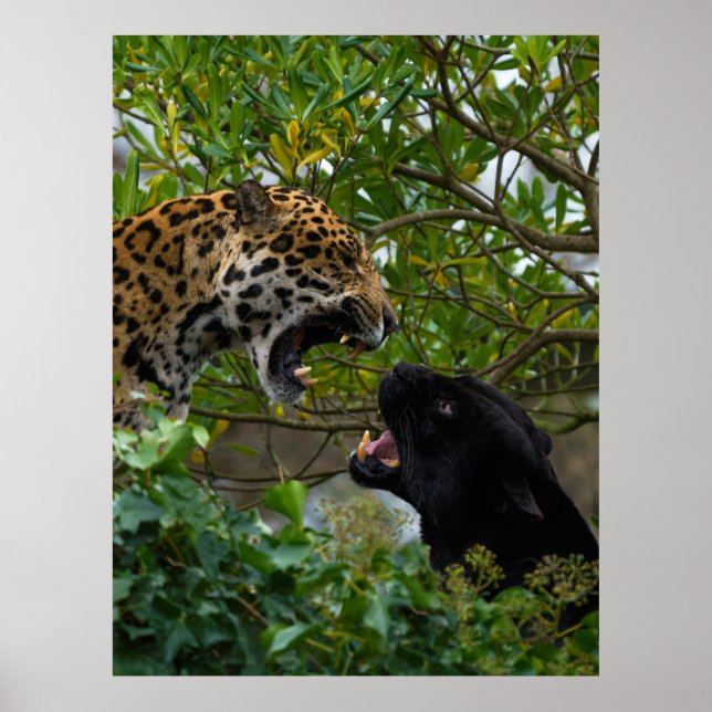 Jaguars In Love Poster (Front)