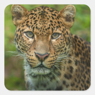 Jaguar's Intensity Square Sticker