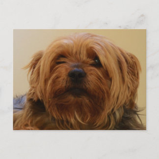 Jake The Yorkie Terrier Postcard
