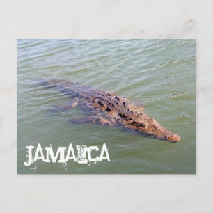 Jamaica Alligator Postcard