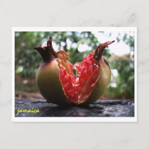 Jamaica Pomegranate Postcard