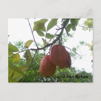 Jamaican Ackee Picture Postcard