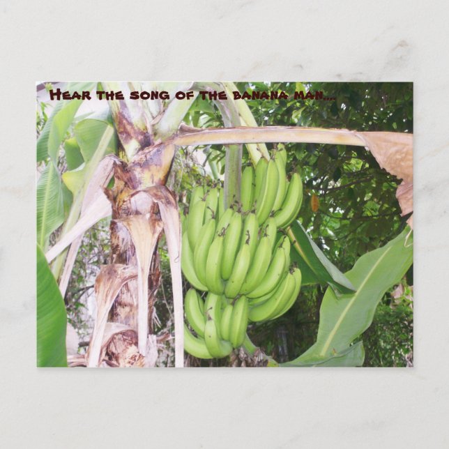 Jamaican Banana Man Postcard (Front)