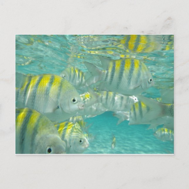 Jamaican Fish Card (Front)