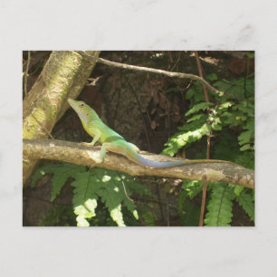 Jamaican Green Lizard Postcard