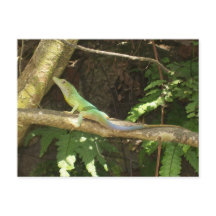 Jamaican Green Lizard