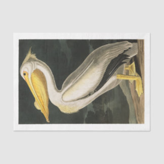 James Audubon Pelican Decoupage Tissue Nautical  Paper