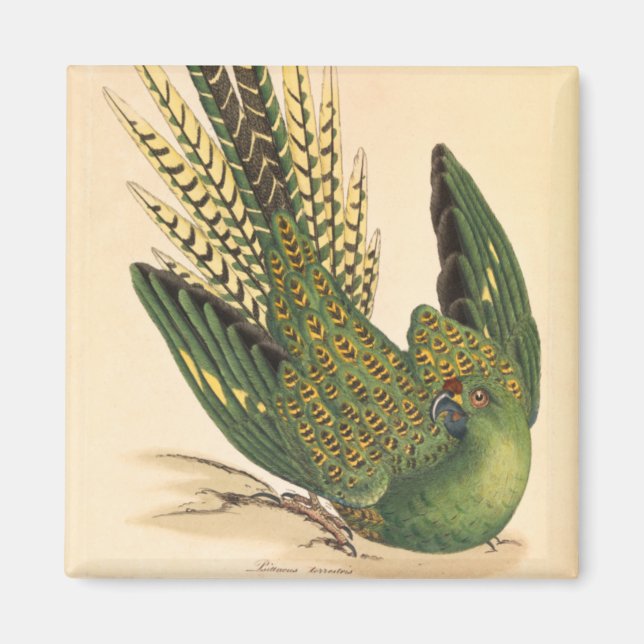 James Sowerby Ground Parrot, Psittacus terrestris  Magnet (Front)