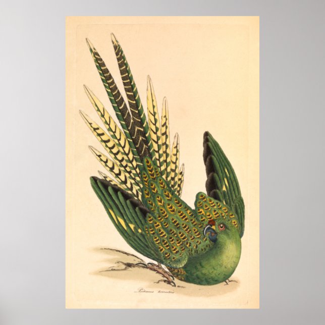 James Sowerby Ground Parrot, Psittacus terrestris  Poster (Front)