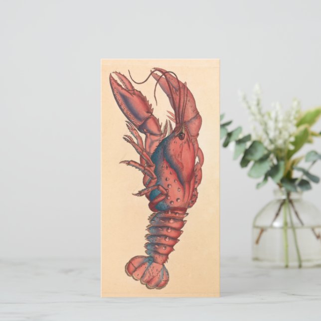 James Sowerby  Serrated Lobster   (Standing Front)