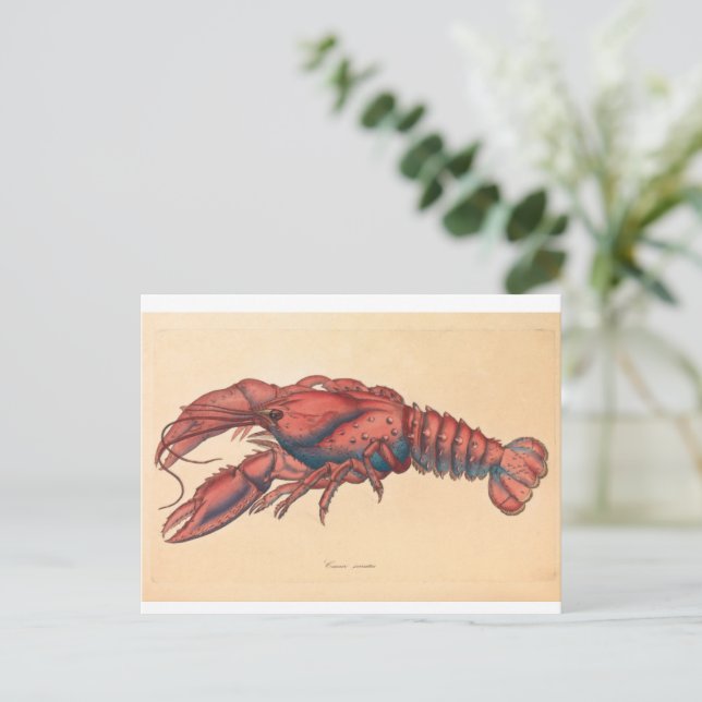 James Sowerby  Serrated Lobster    Postcard (Standing Front)