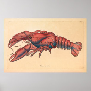 James Sowerby Serrated Lobster Poster