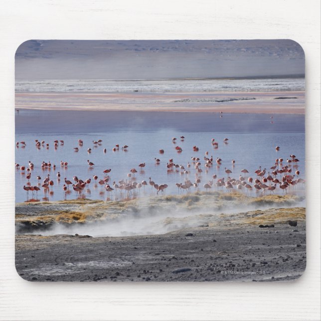 James's Flamingo, Phoenicoparrus jamesi Mouse Mat (Front)