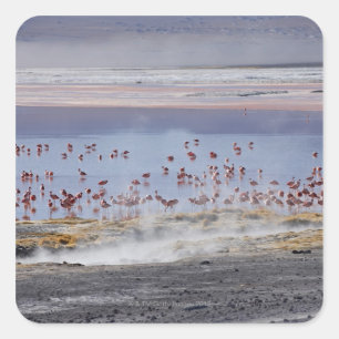 James's Flamingo, Phoenicoparrus jamesi Square Sticker