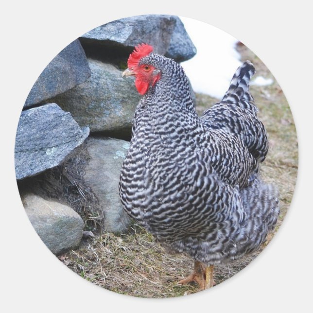 Janet The Chicken Sticker (Front)