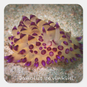 Janolus savinkini Stickers