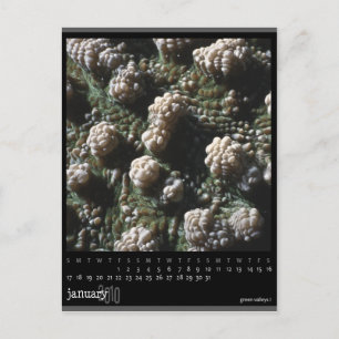 january 2010 calendar postcard