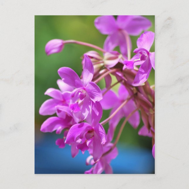 January Blossom Postcard (Front)