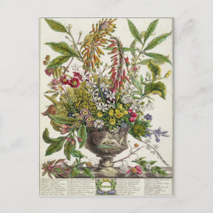 January, from `Twelve Months of Flowers' Postcard