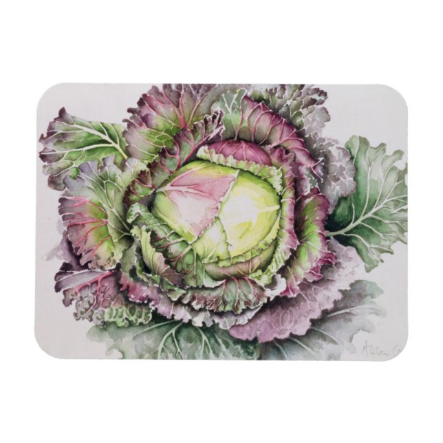 January King Cabbage Magnet (Horizontal)