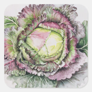 January King Cabbage Square Sticker