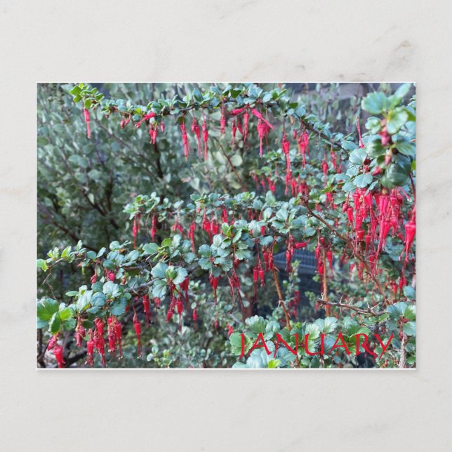 JANUARY POSTCARD (Front)
