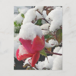 January Rose 2012 Postcard