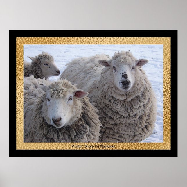 January Two Sheep Faces Poster (Front)