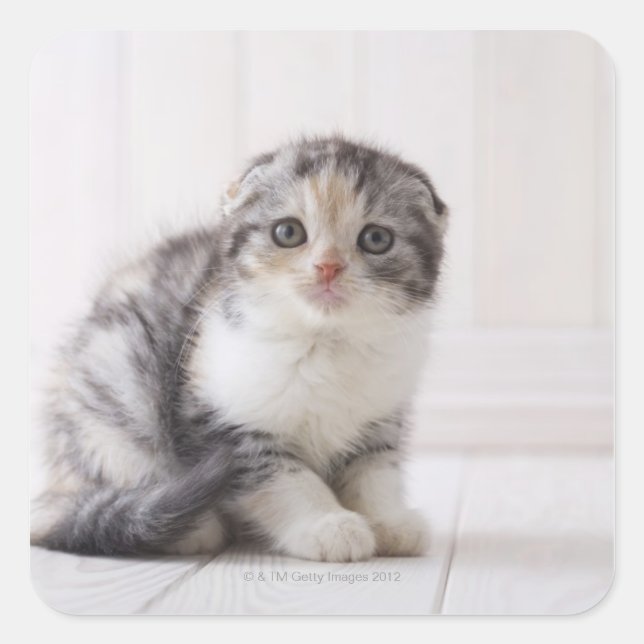 Japan 5 square sticker (Front)