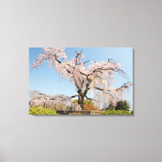 Japan, Kyoto. Weeping cherry tree under blue sky Canvas Print (Front)
