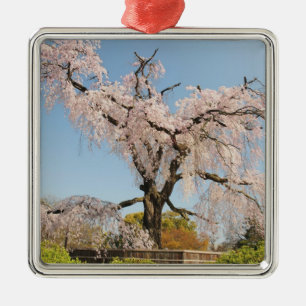 Japan, Kyoto. Weeping cherry tree under blue sky Metal Tree Decoration