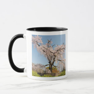 Japan, Kyoto. Weeping cherry tree under blue sky Mug