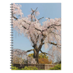 Japan, Kyoto. Weeping cherry tree under blue sky Notebook