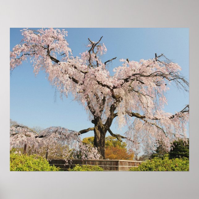 Japan, Kyoto. Weeping cherry tree under blue sky Poster (Front)